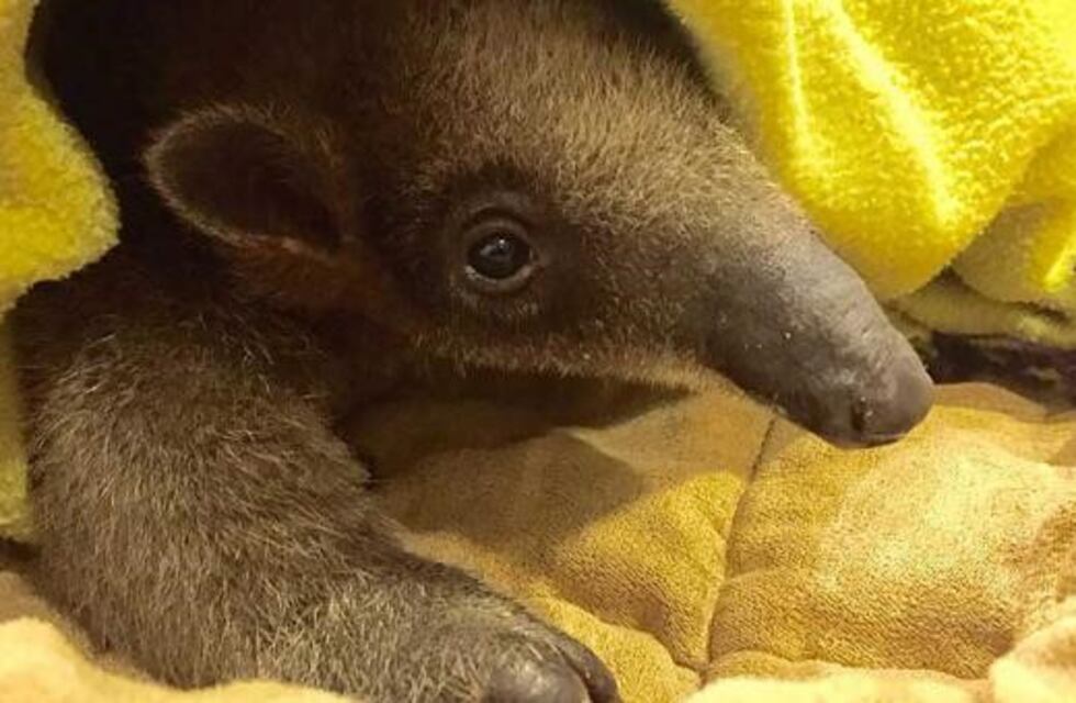 Rescataron a un oso hormiguero bebé que estaba en cautiverio y malas condiciones