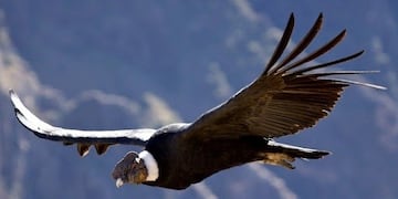 Cóndor Andino\u002E