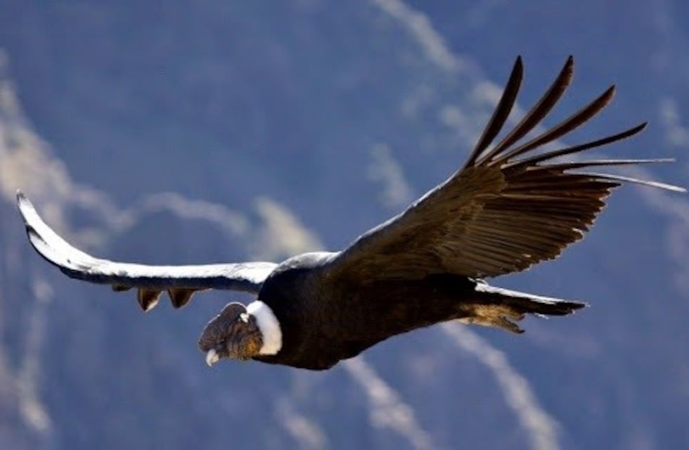 Un cóndor puede volar más de 170 kilómetros durante cinco horas sin batir sus alas