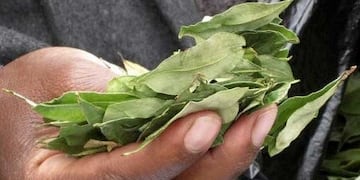 La tradicional coca de coquear\u002E (Web)