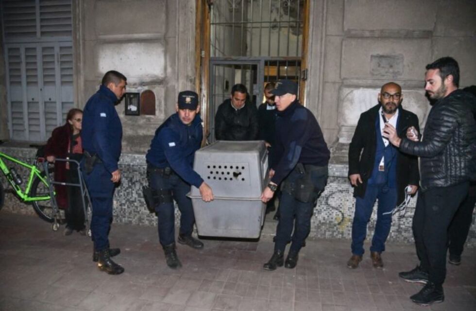 Están en adopción los 13 perritos rescatados en San Luis