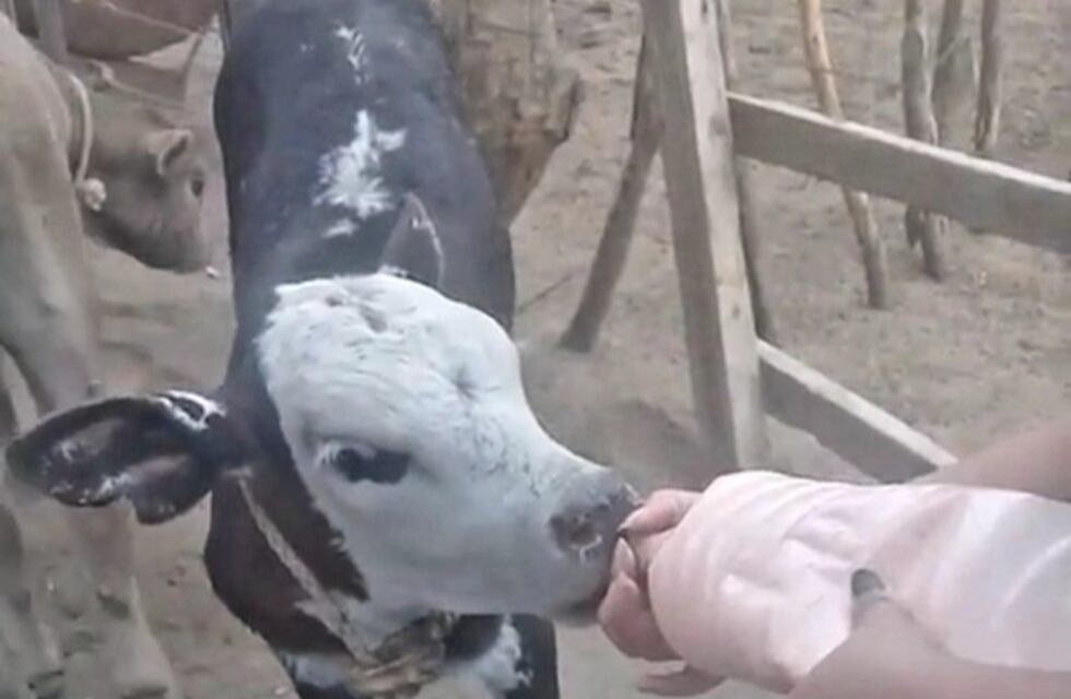La imagen del día: terneros rescatados alimentándose gracias a la solidaridad de la gente