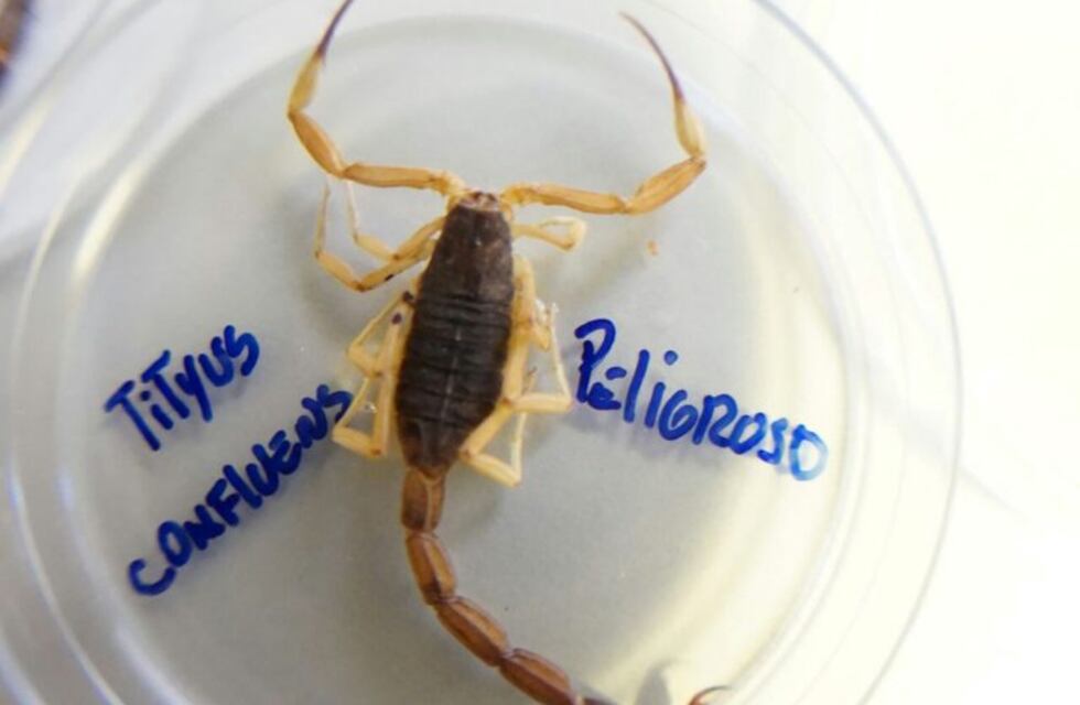 La proliferación de alacranes mantiene en vilo a los vecinos de El Huaico