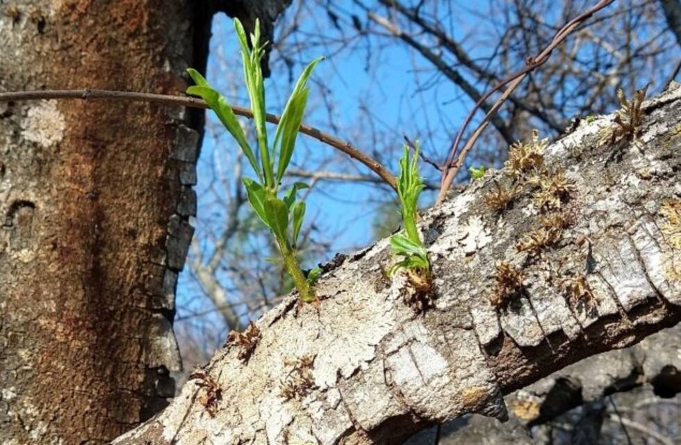 Detectan nuevos brotes verdes en el humedal tras nueve meses de incendios