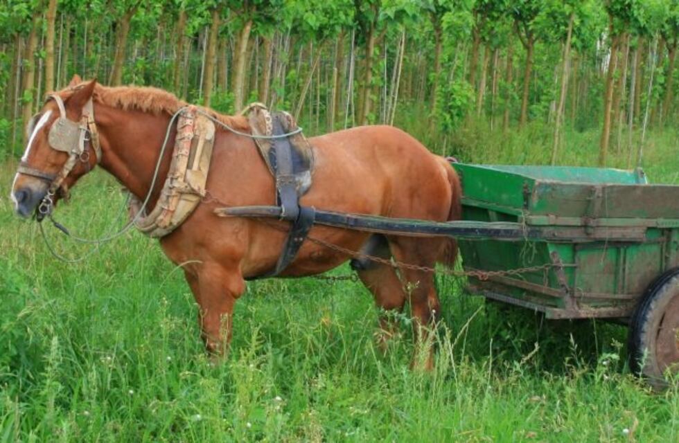 Habrá consulta popular vinculante para eliminar la tracción a sangre