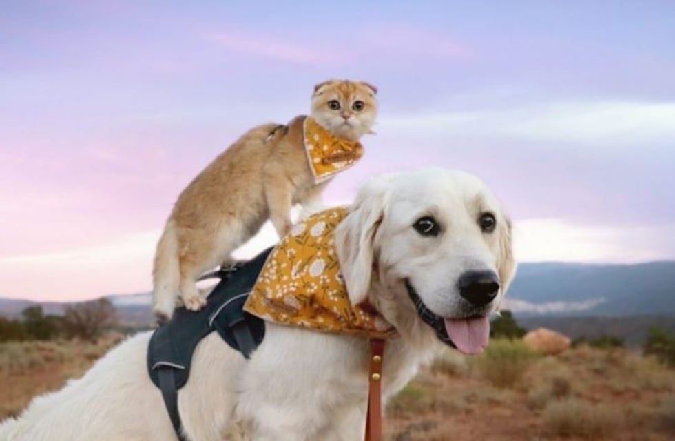 Son inseparables: un perro y un gato hacen la pareja más tierna