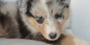 Betty, la perra que asombra en las redes por sus cejas \