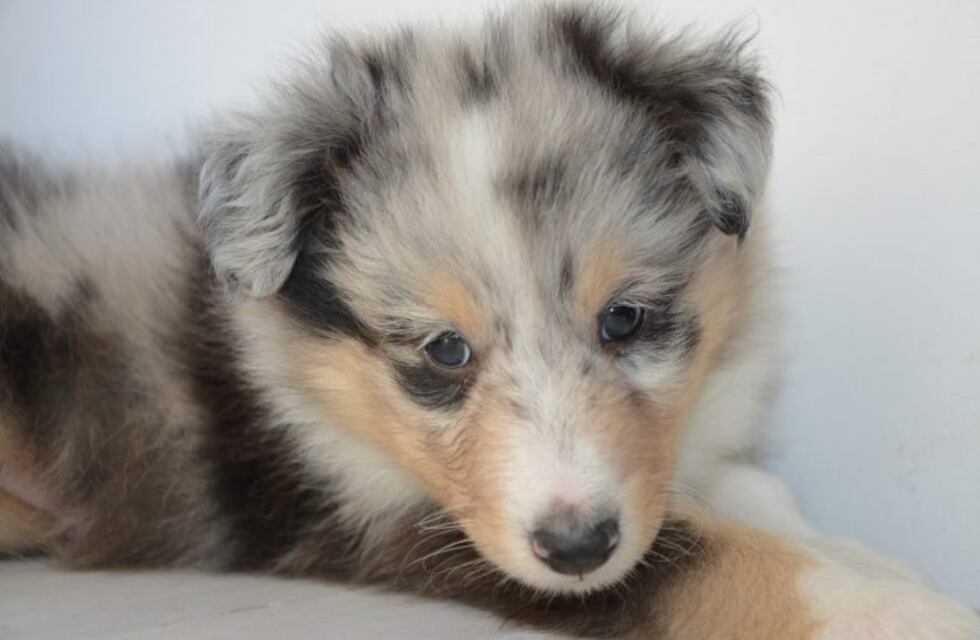 Betty, la perra que asombra en las redes por sus cejas "humanas"