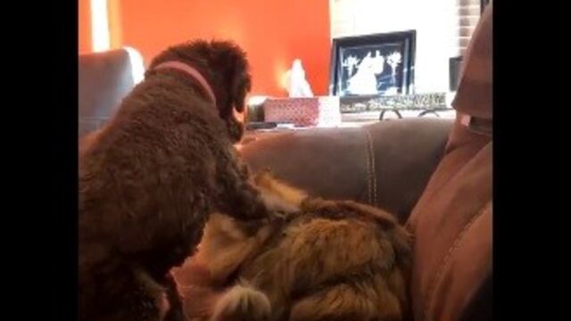 La insólita reacción de un gato tras ser acariciado por un perro