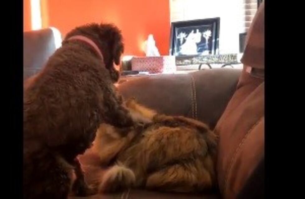 Un perro acarició a un gato y la reacción del felino se volvió viral