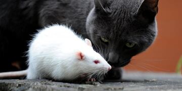MAG-COLOMBIA-RATS-TRAINING - (TO GO WITH AFP STORY BY HENRY ORREGO - MORE PICTURES ON IMAGE FORUM)\r\nA cat smells a rat during a search of explosives practice on September 9, 2008, in Bogota\u002E The Colombian police is developing a training programme with rats to make them find land mines\u002E AFP PHOTO/Mauricio Duenas colombia bogota colombia entrenamiento ratas y gatos para detectar minas antipersonales programa deteccion minas antipersonales