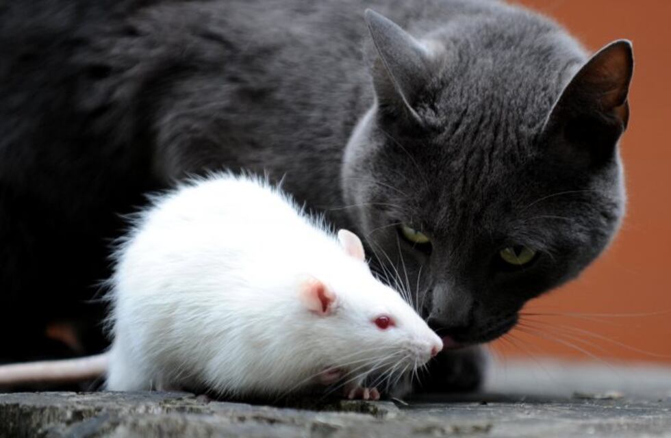 Unidos: un perro y un gato enfrentaron juntos a una rata gigante y el video se hizo viral