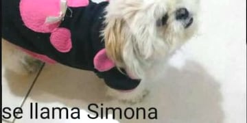 Simona, la perrita que robaron de un auto en Nueva Córdoba\u002E (Twitter)