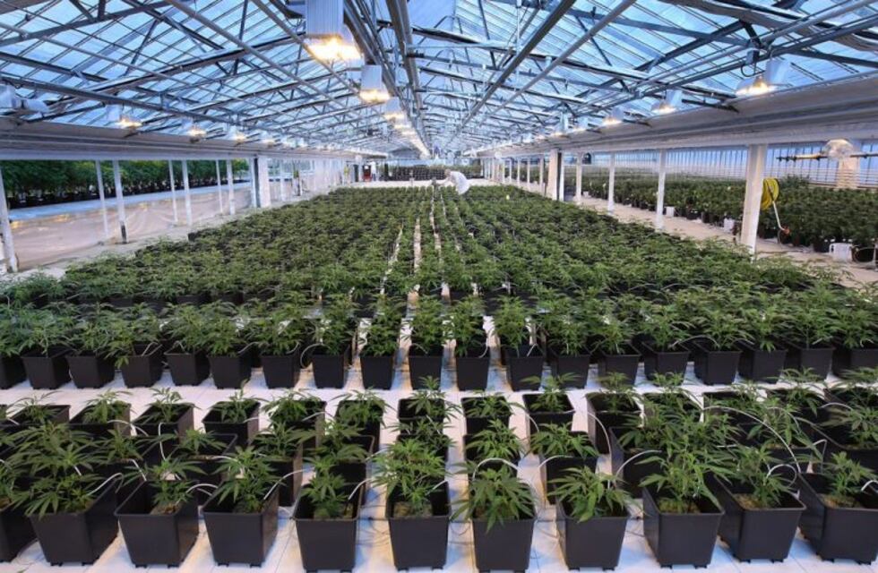 Proyectan para Jujuy la mayor explotación de cannabis medicinal del mundo