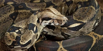 Boa Constrictor (Foto: Imagen ilustrativa/Web)