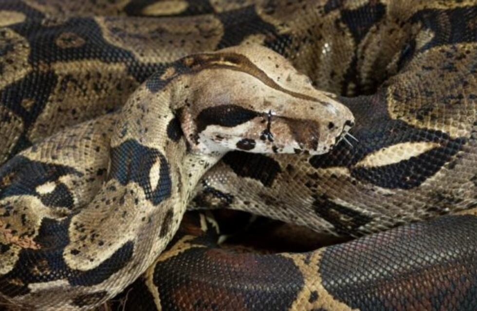 Bomberos de Añatuya encontraron una enorme víbora en el cuartel