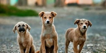 Desde el 2008 se celebra el día del perro callejero (web)