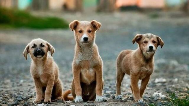 Desde el 2008 se celebra el día del perro callejero (web)