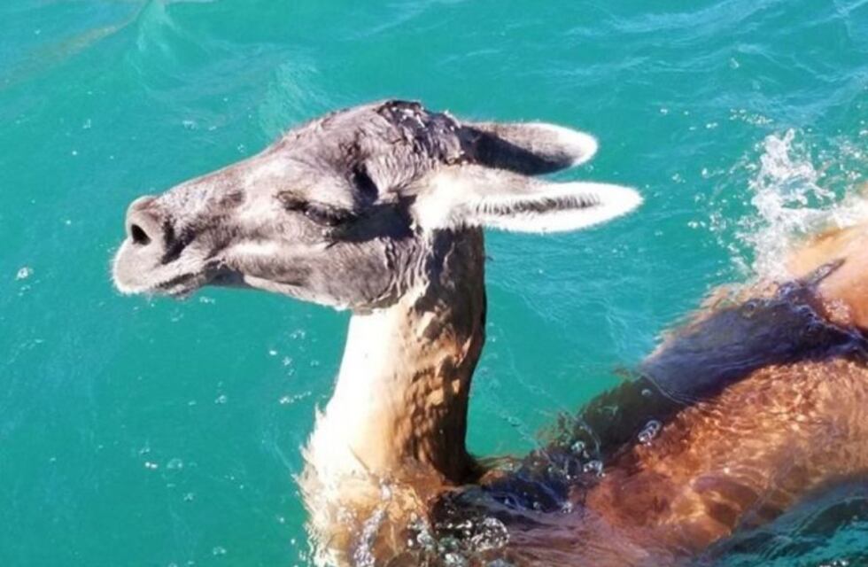 Guanacos nadadores sorprenden a los sanjuaninos en el dique Punta Negra