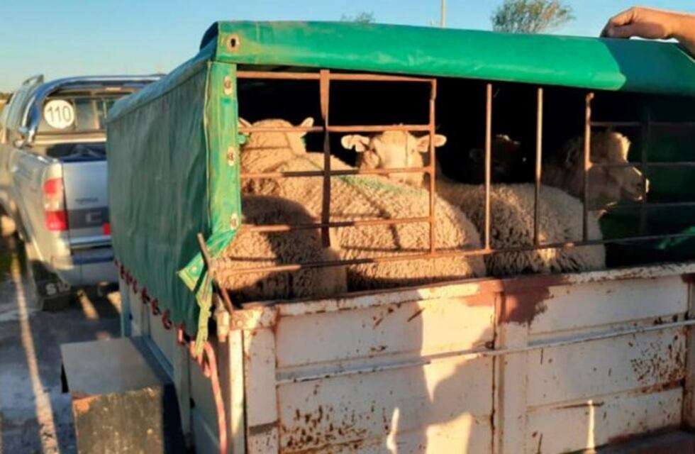 Echaron a un funcionario de La Adela por llevar ovejas sin habilitación y violar la cuarentena