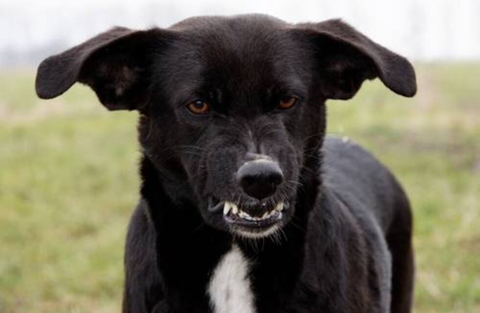Otro ataque de perros en San Juan: la víctima, un niño de 6 años que se encuentra fuera de peligro