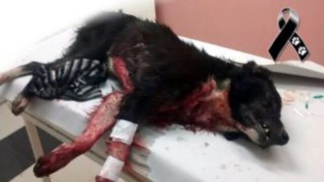 Animal apuu00f1alado en San Josu00e9 de la Esquina