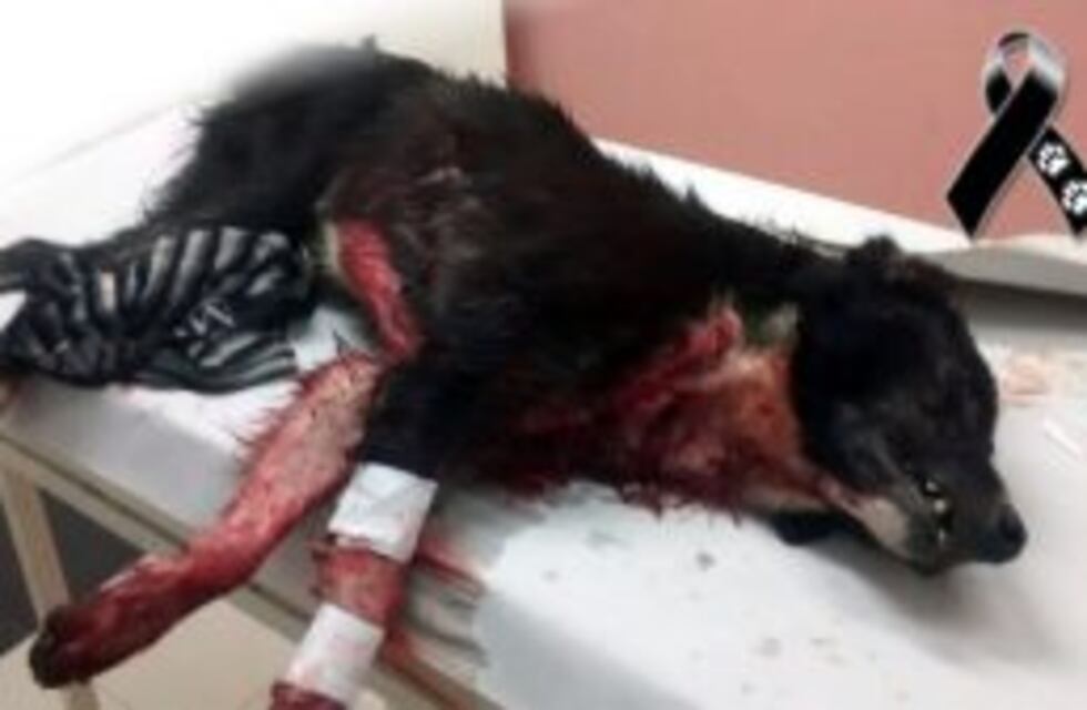 Todo un pueblo se moviliza por "Tyson", un perro muerto a puñaladas