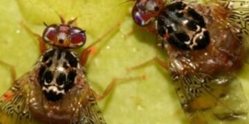 Se declaró emergencia fitosanitaria por la aparición de la mosca de los frutos