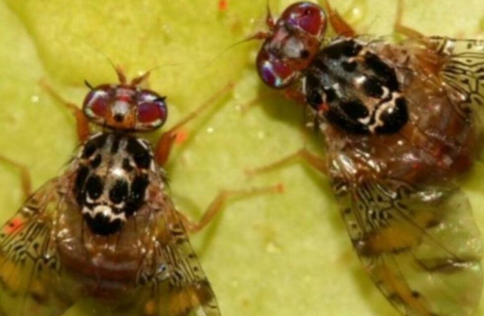 Se declaró emergencia fitosanitaria por la aparición de la mosca de los frutos