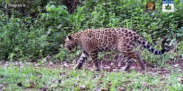 Yaguareté en Iguazú\u002E