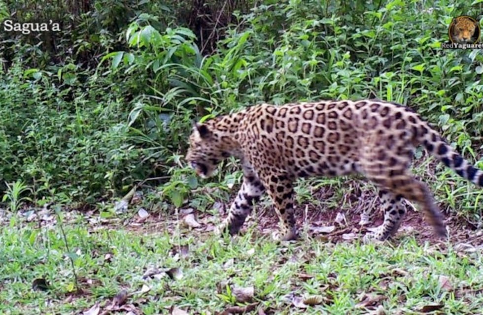 Proyecto Yaguareté: desarrollan acciones para conservar el hábitat de la especie
