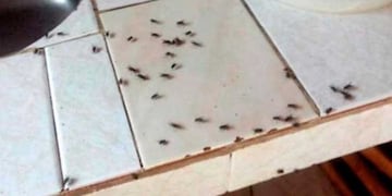 Una plaga de moscas invade Río Gallegos