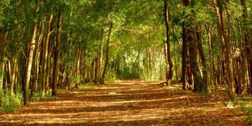 bosque - Gustavo Uval