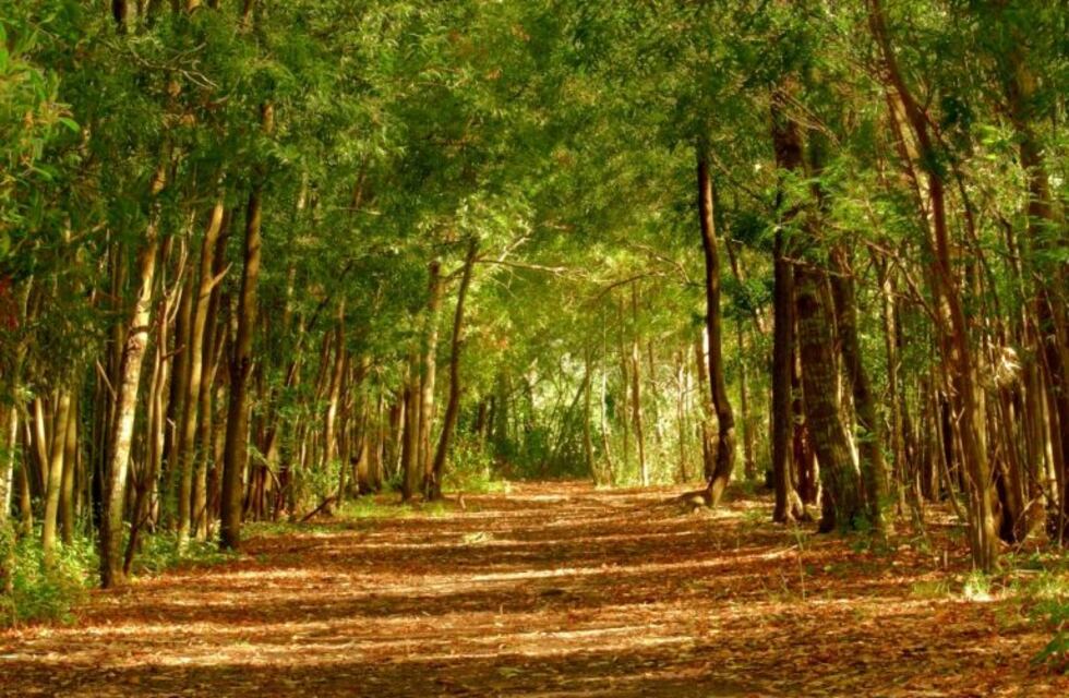 Mejoramiento de salicáceas en el delta