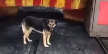 Perro lavadero autos (Web)