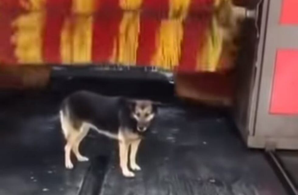 Video: un perro se da un baño y un masaje en un lavadero de autos