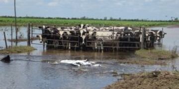 Advierten que el sector lechero es el mu00e1s damnificado por el u00faltimo temporal.