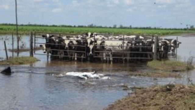 Advierten que el sector lechero es el mu00e1s damnificado por el u00faltimo temporal.