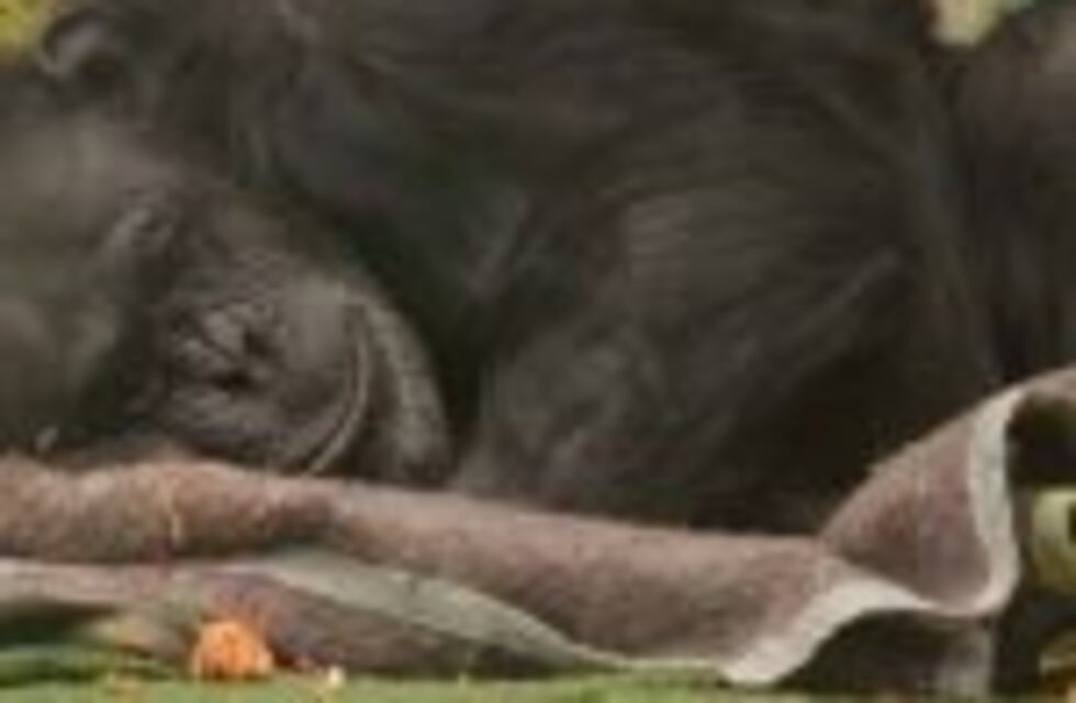 Piden custodia policial para la chimpancé Cecilia por amenazas en las redes