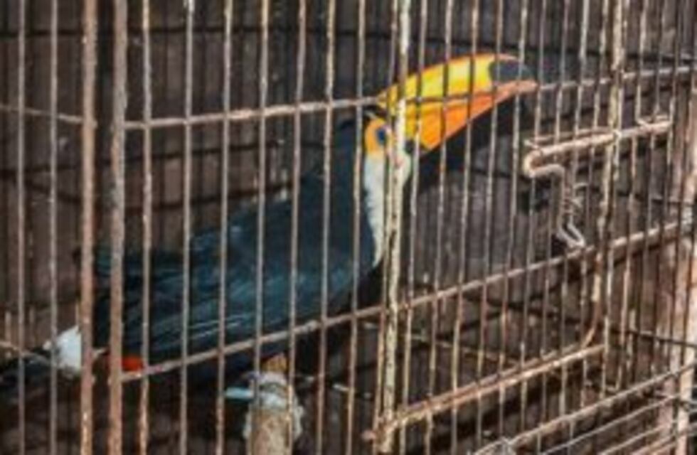 Rescataron más de 80 animales exóticos de una casa en Ituzaingó