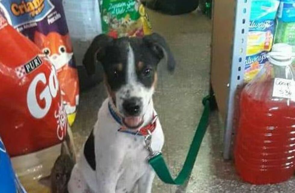 Iba a abandonar a su mascota pero una proteccionista lo obligó a desistir