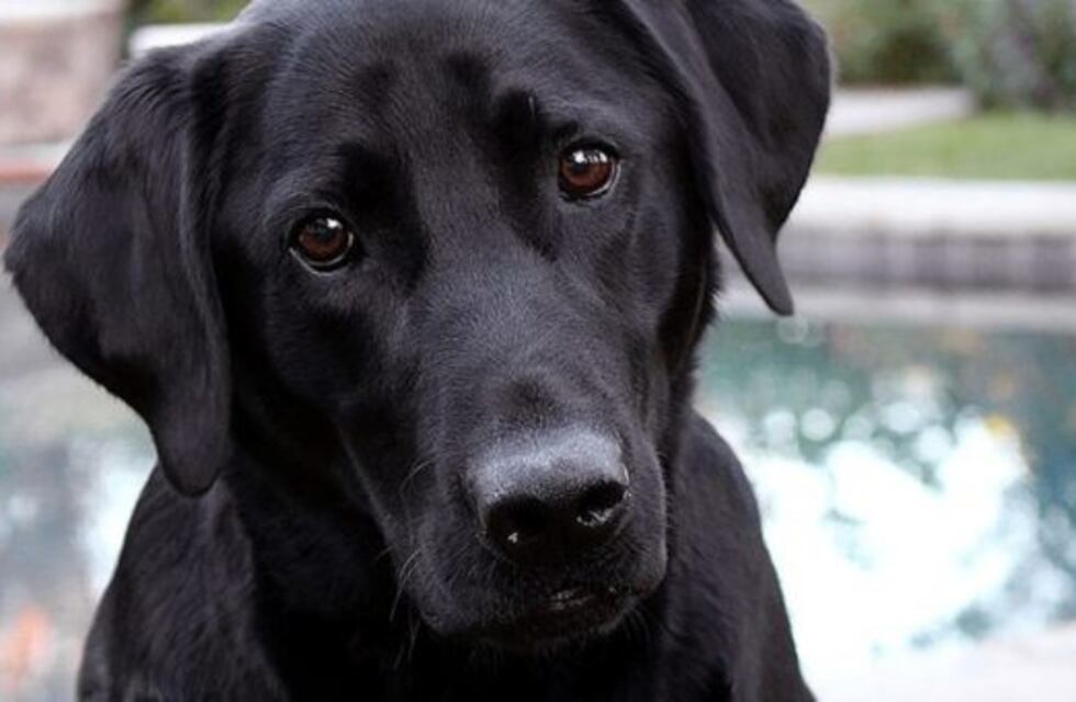 Video viral: un perro puso el auto en reversa y giró sin control durante varios minutos