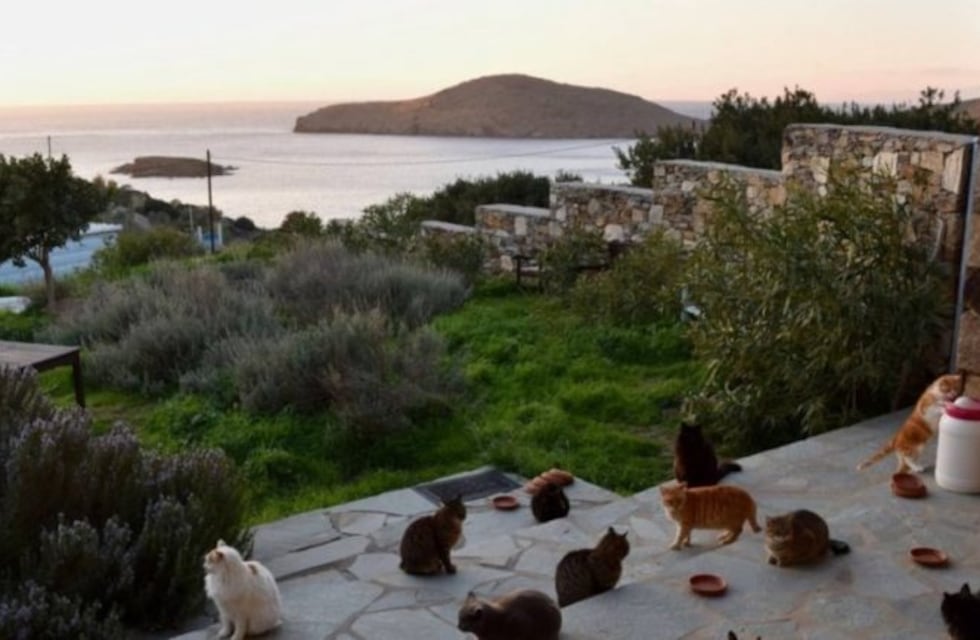 Buscan a personas para cuidar gatos en una isla paradisíaca