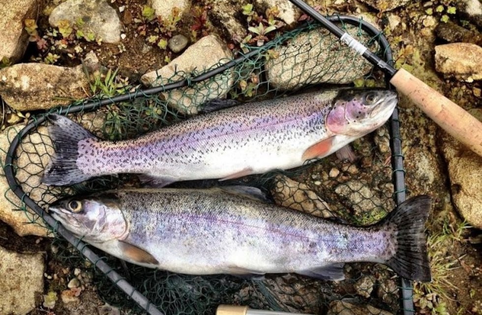 Fiesta Nacional de la Trucha, de 13 al 15 de diciembre en Junín de los Andes