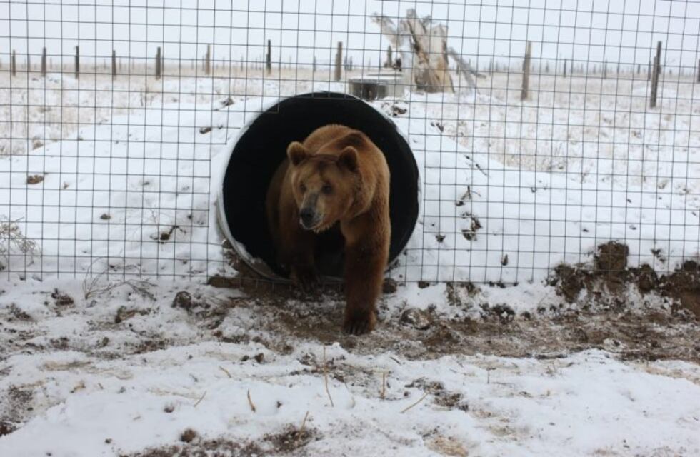 Llegaron al santuario de EEUU los osos pardos del ex zoo mendocino