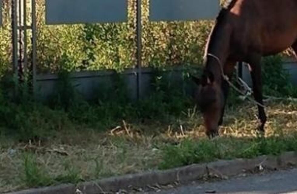 Un chico cayó de un caballo desbocado, se enredó en las riendas y murió por los golpes recibidos