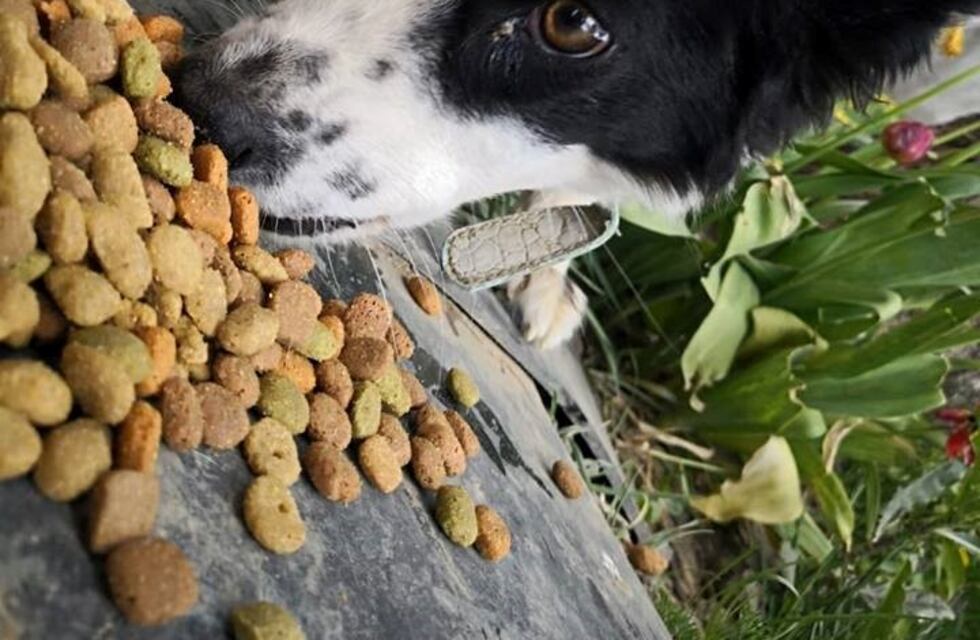 Río Turbio: se realizaron más de 600 castraciones