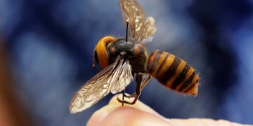 Así ataca y mata un \