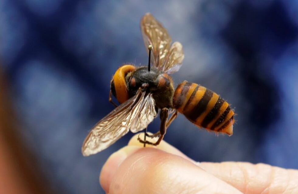 Así ataca y mata un "avispón asesino" a un ratón