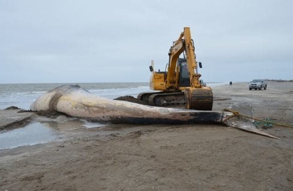 Una ballena de 16 metros apareció muerta en la costa de San Clemente